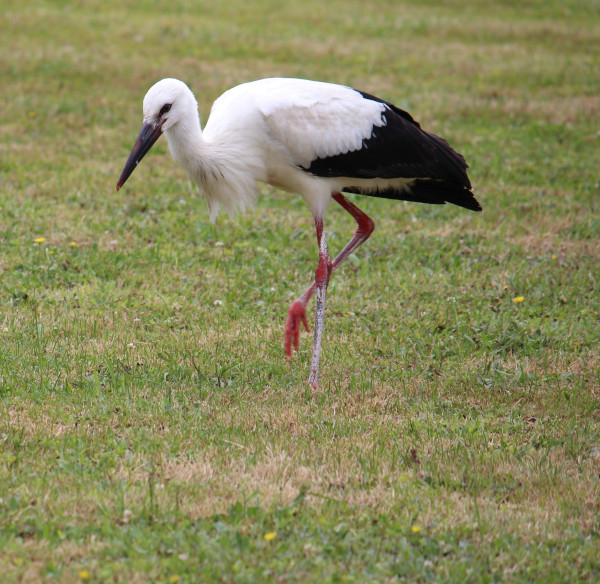 Cigogne blanche (Ciconia ciconia) © Gilberte Meysman